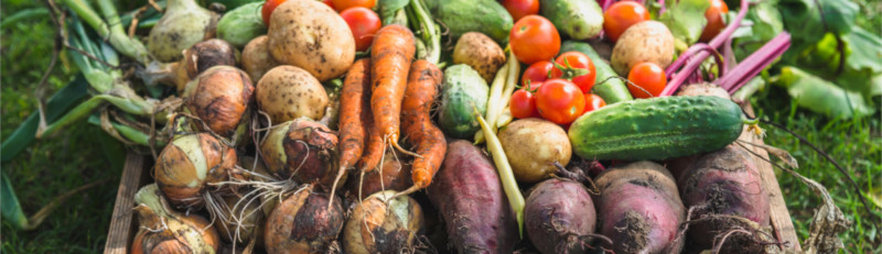 Umweltbewusst: Saisonales Gemüse vom Wochenmarkt kaufen