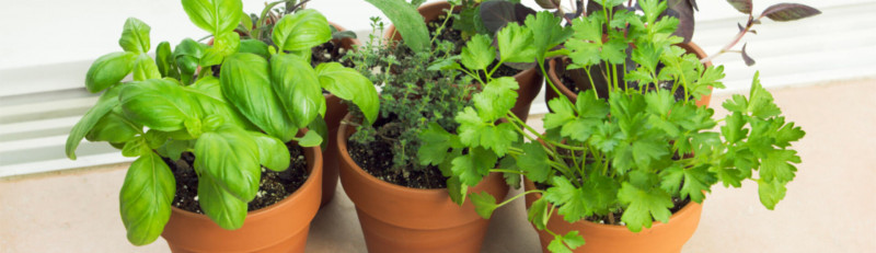 Frische Kräuter könnt ihr im Garten, auf dem Balkon und in der Wohnung anbauen.