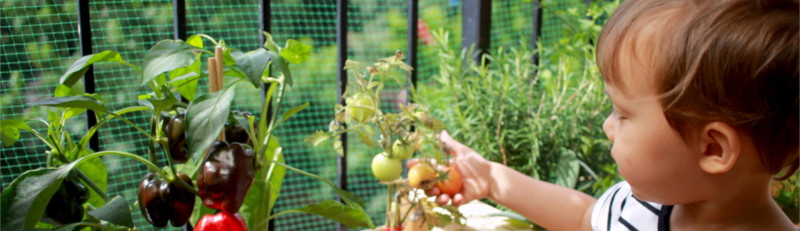 Gemüseanbau auf dem Balkon mit Kindern – eigene Erfahrungen stärken Umweltbewusstsein